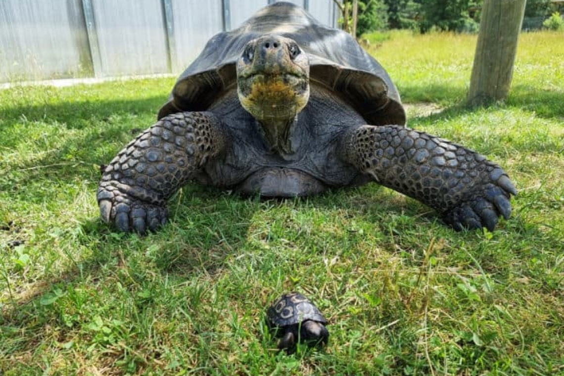 Une Première en France : Naissance d'une Tortue Géante des Galapagos à Ajaccio